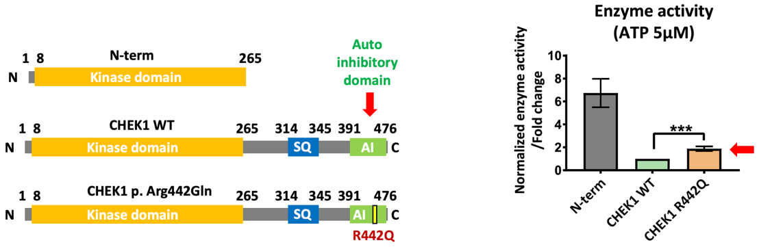 2025新澳门开门原料免费