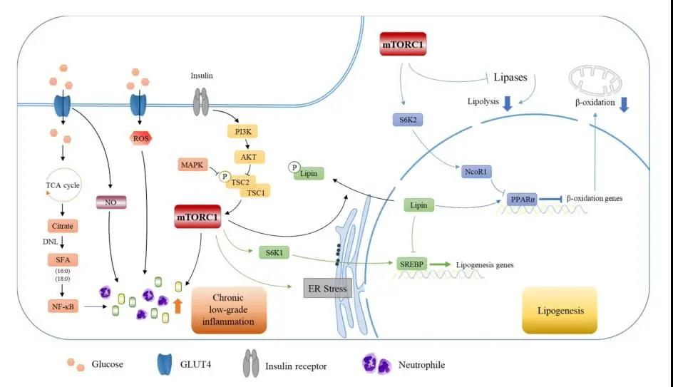 2025新澳门开门原料免费