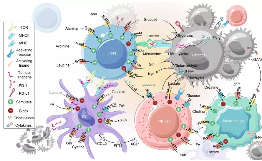 2025新澳门开门原料免费