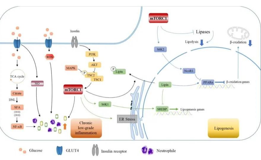 2025新澳门开门原料免费