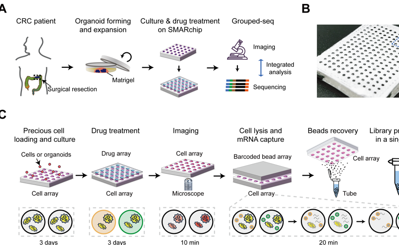 2025新澳门开门原料免费