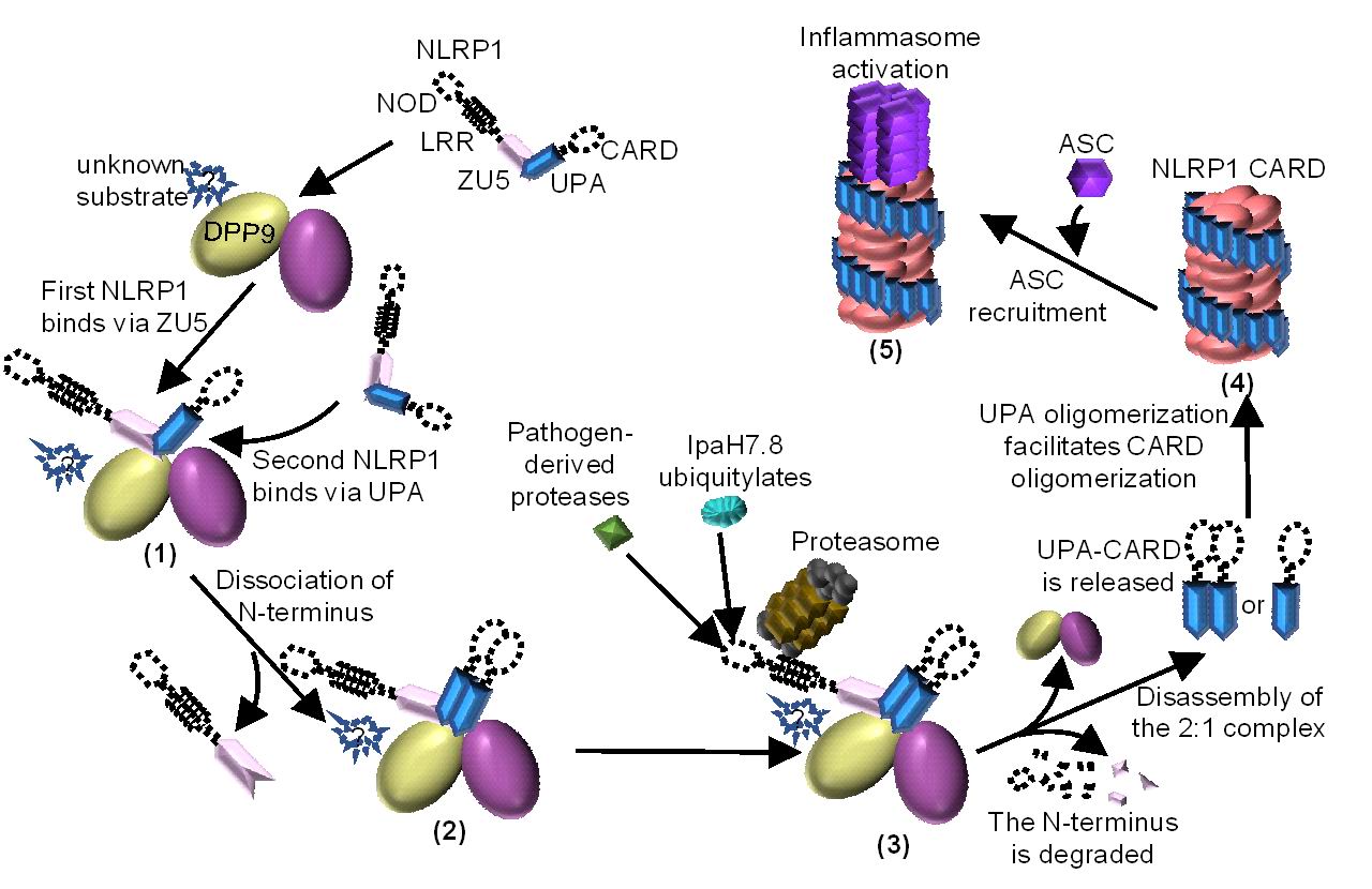 2025新澳门开门原料免费