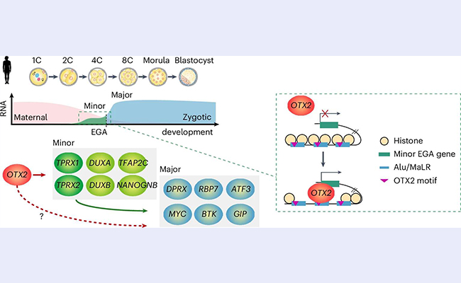 2025新澳门开门原料免费