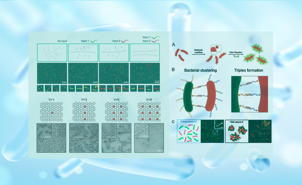 2025新澳门开门原料免费