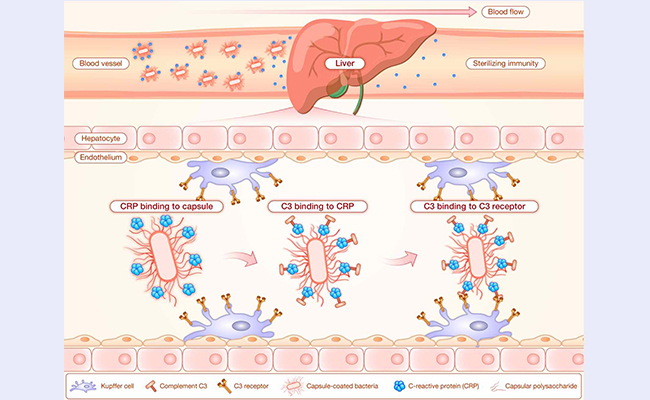2025新澳门开门原料免费