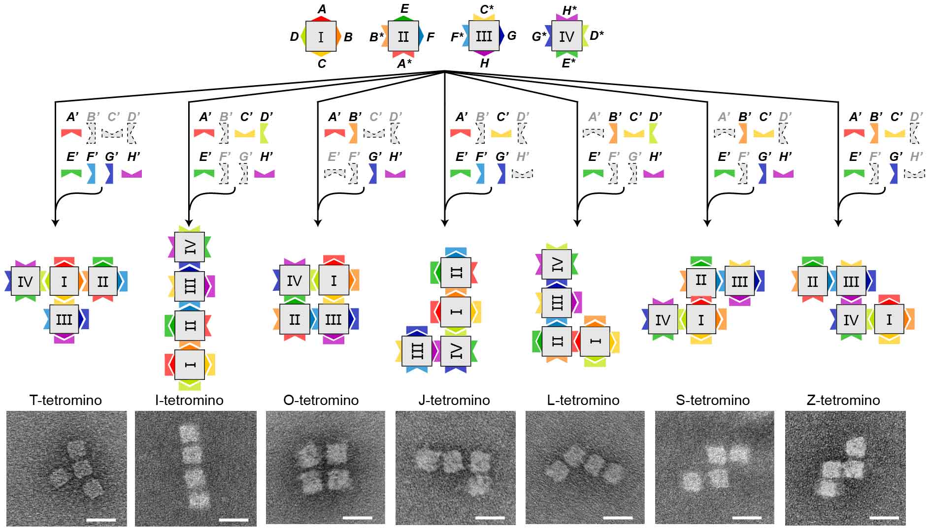 2025新澳门开门原料免费