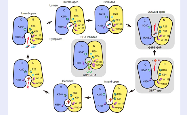 2025新澳门开门原料免费
