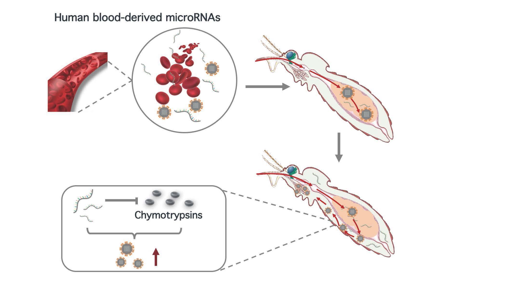 2021-12-14-科研成果-2025新澳门开门原料免费医学院程功实验室-Cell Reports.jpg