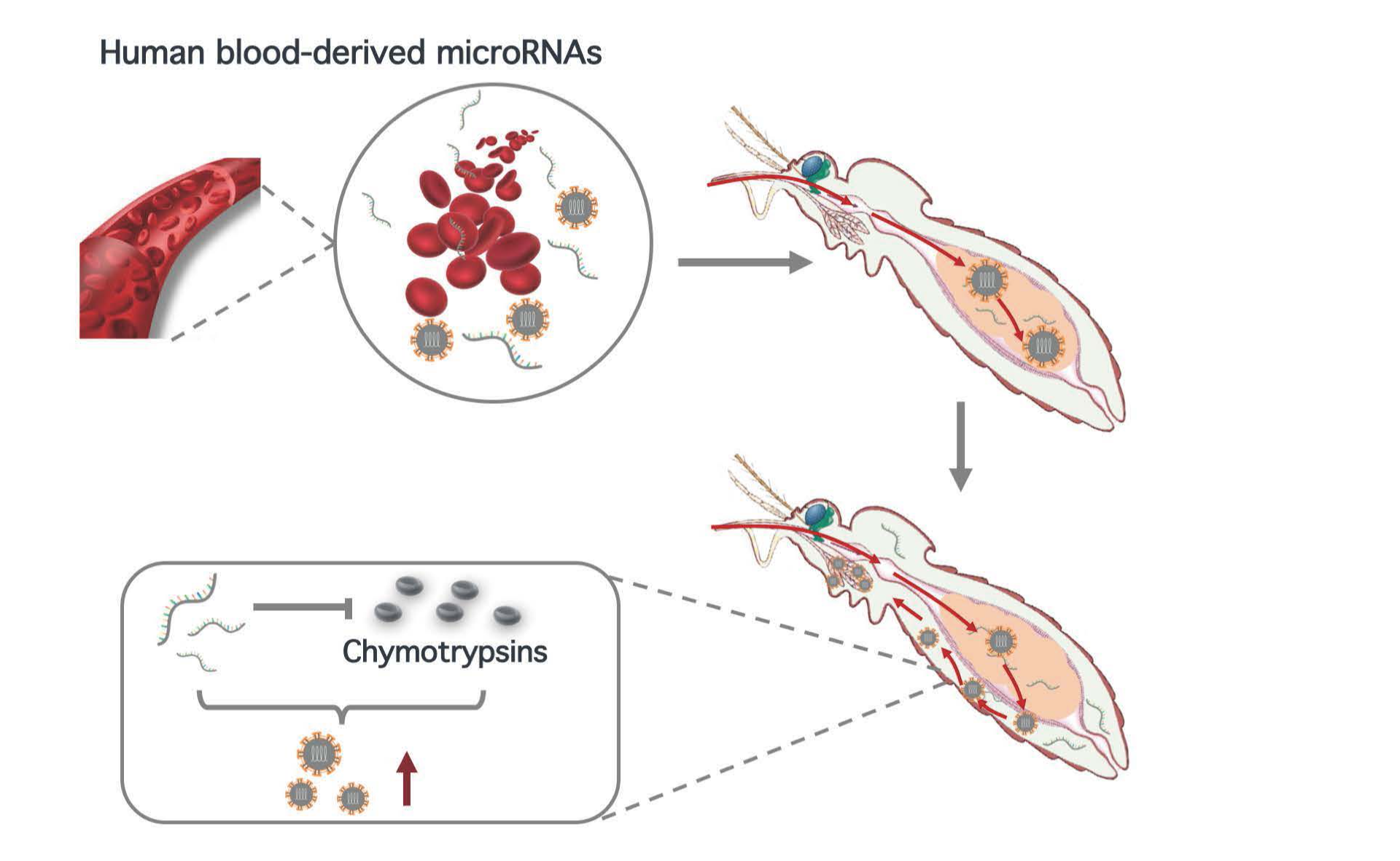 2025新澳门开门原料免费