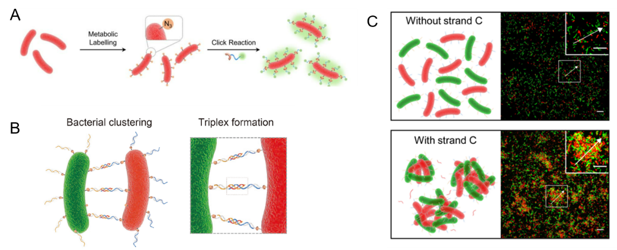 2025新澳门开门原料免费