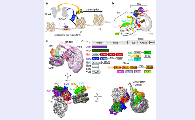 2025新澳门开门原料免费