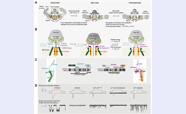 2025新澳门开门原料免费