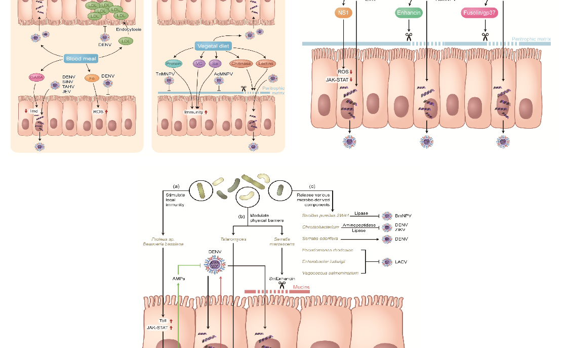 2025新澳门开门原料免费