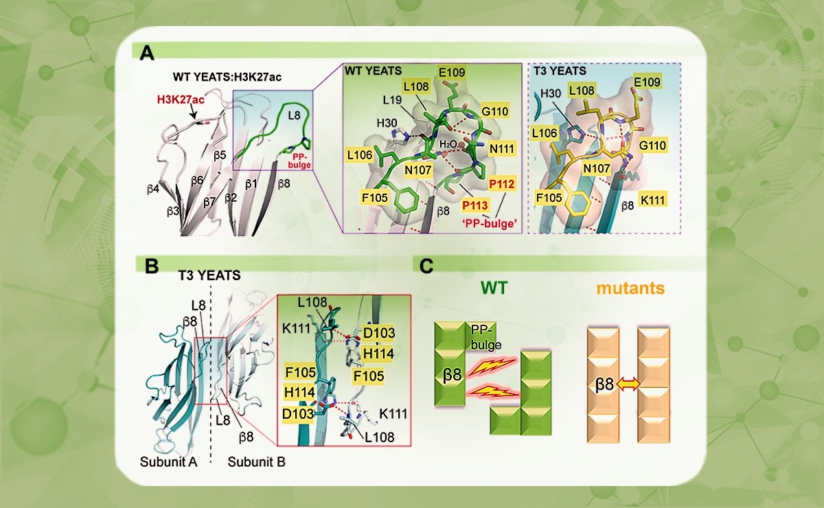 2025新澳门开门原料免费