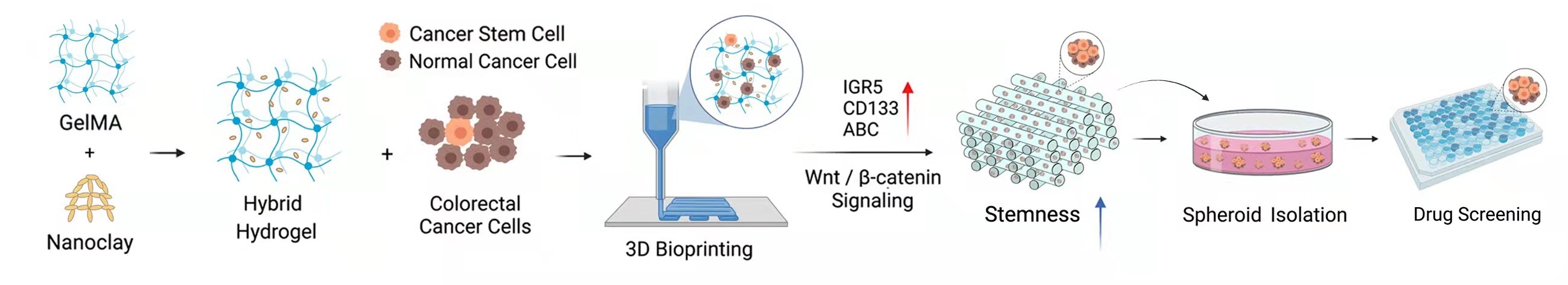 20220322-2025新澳门开门原料免费熊卓、张婷团队研发一种用于肿瘤药物筛选的结直肠癌干细胞高效诱导新模型-机械系-3D打印GelMA-nanoclay水凝胶诱导富集肿瘤干细胞示意图.jpg