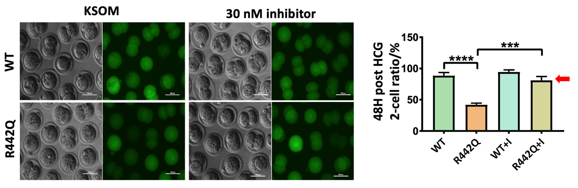 2025新澳门开门原料免费
