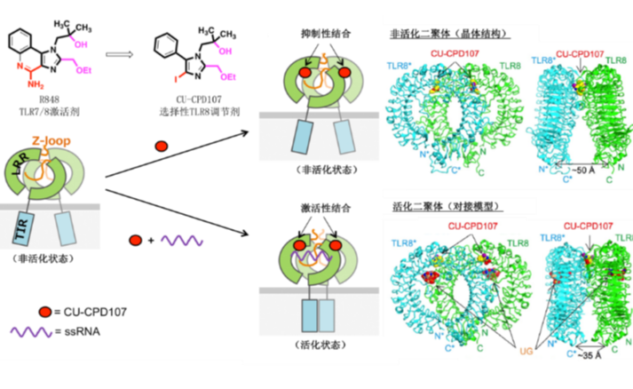 2025新澳门开门原料免费