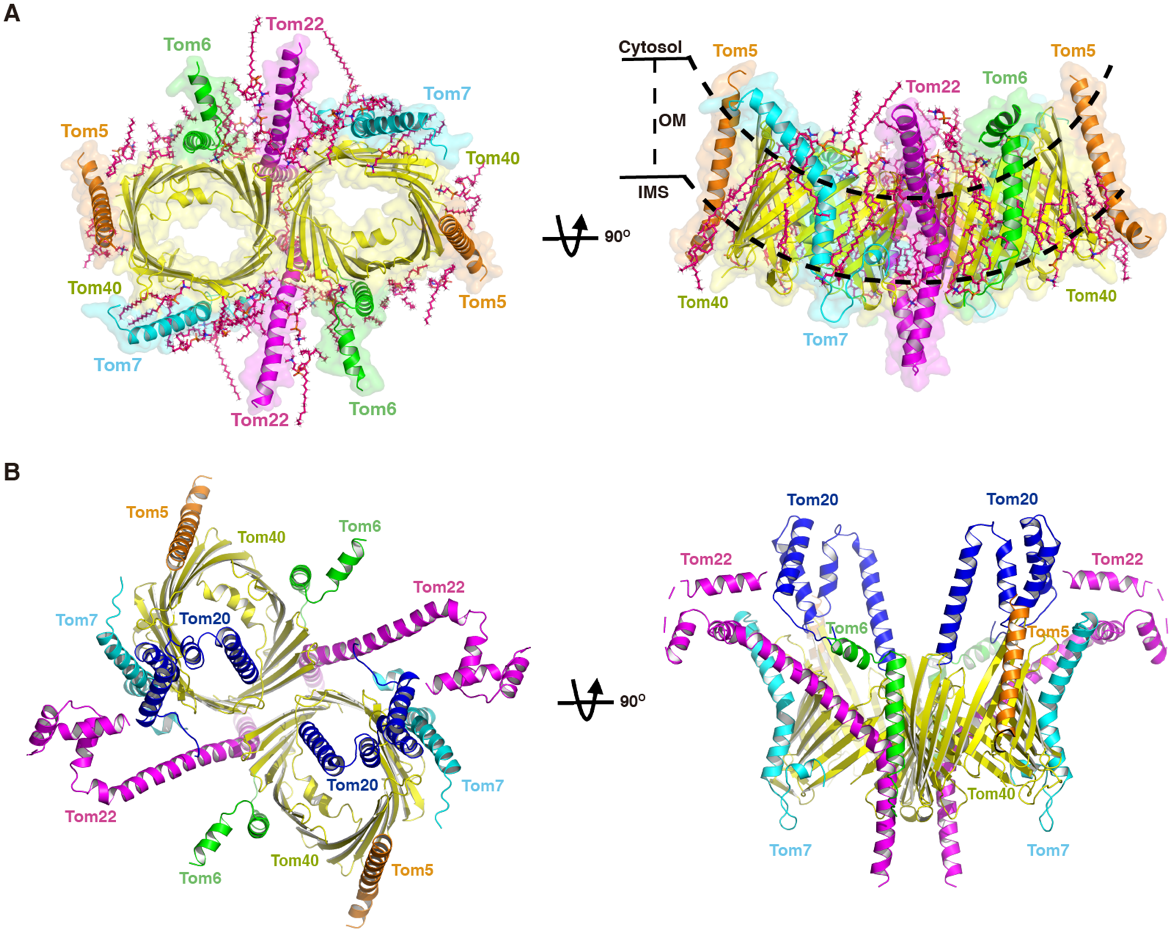 2025新澳门开门原料免费