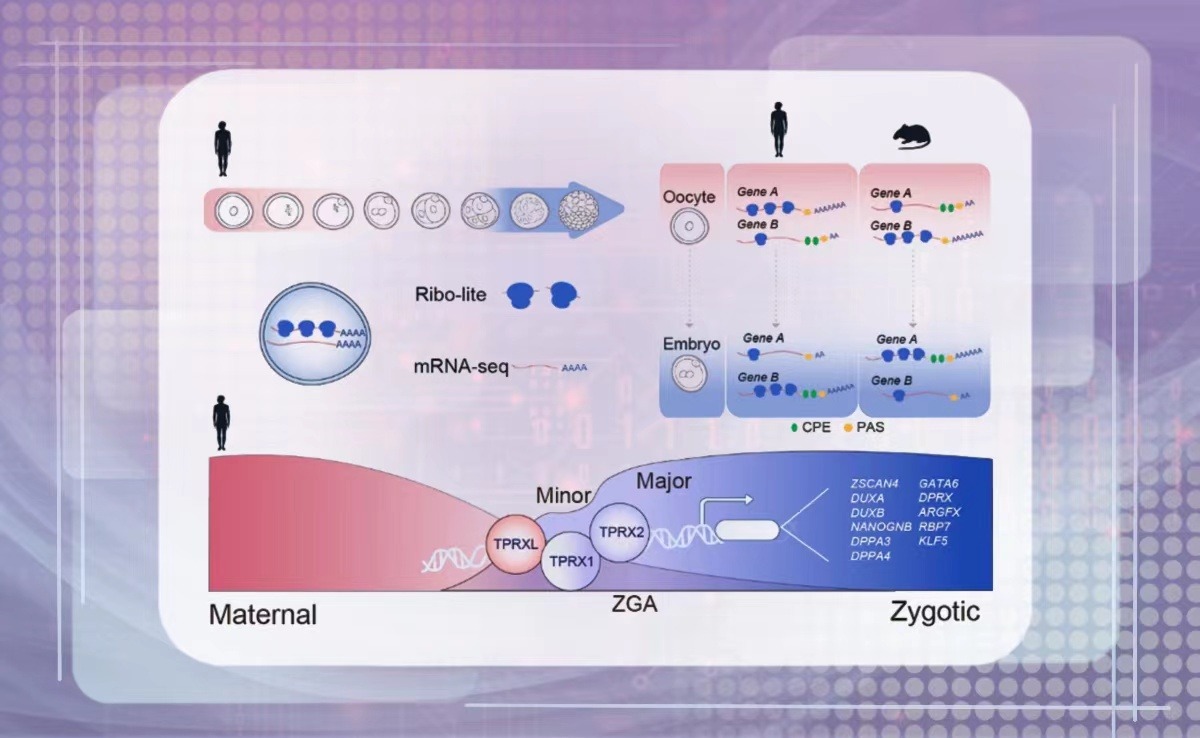 2025新澳门开门原料免费