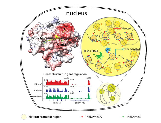 2025新澳门开门原料免费