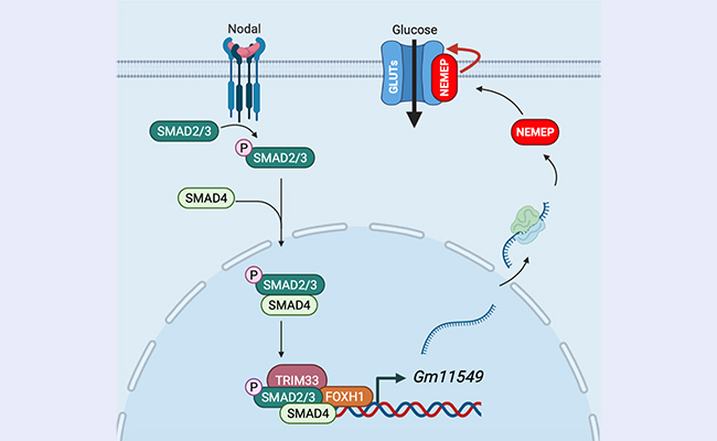 2025新澳门开门原料免费