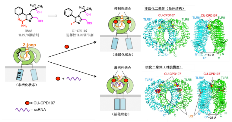 2025新澳门开门原料免费