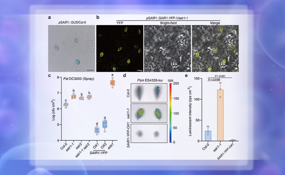 2025新澳门开门原料免费