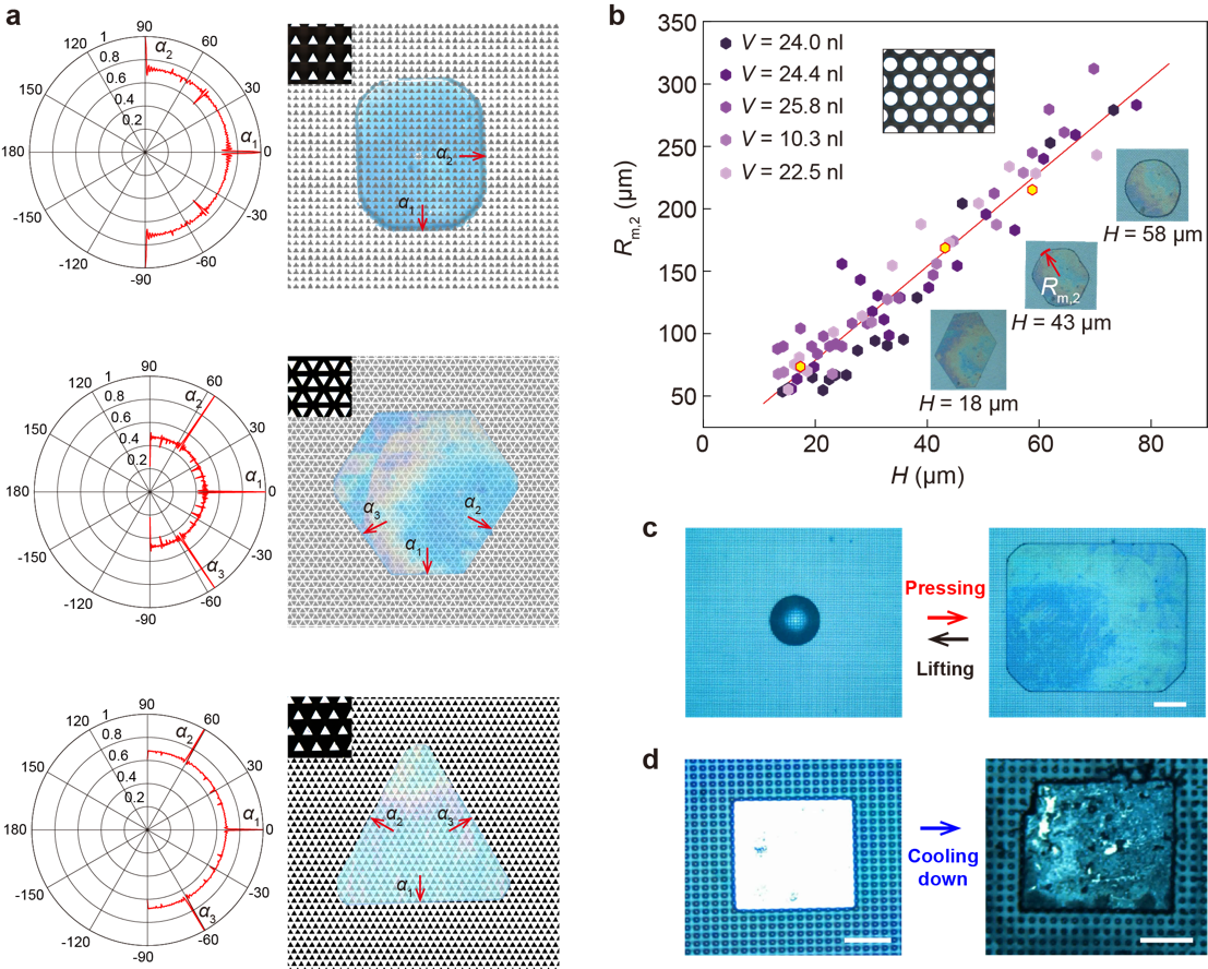2025新澳门开门原料免费