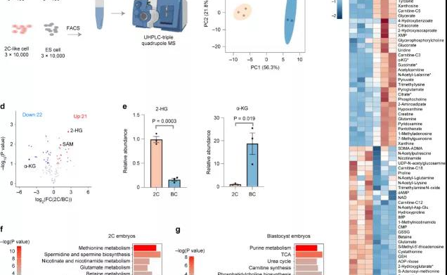 2025新澳门开门原料免费