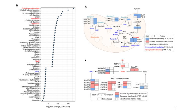 2025新澳门开门原料免费