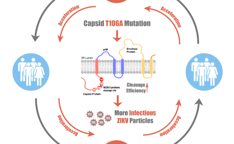 2025新澳门开门原料免费