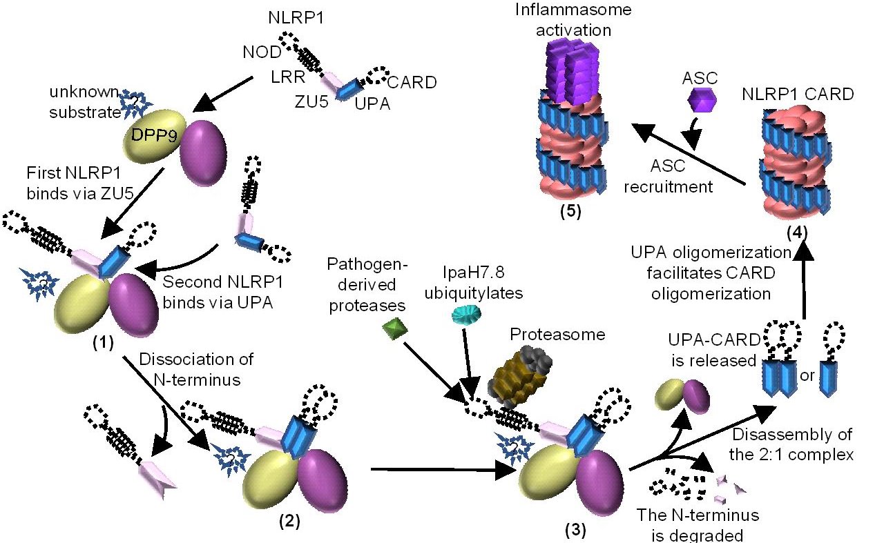 2025新澳门开门原料免费