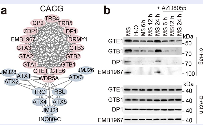 2025新澳门开门原料免费