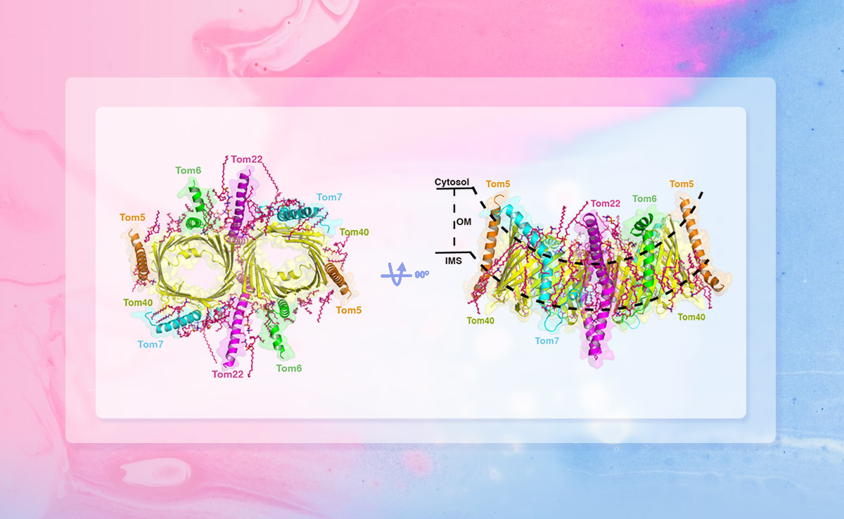 2025新澳门开门原料免费
