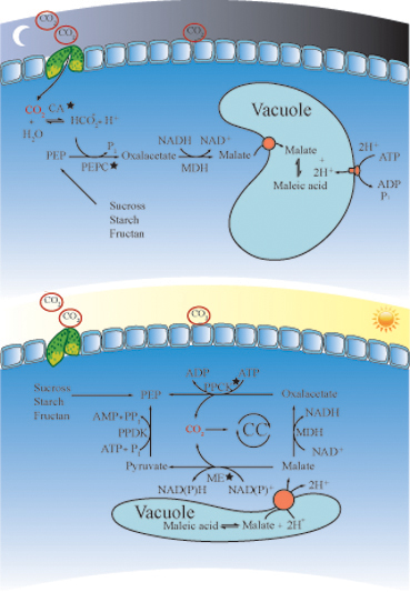 2025新澳门开门原料免费