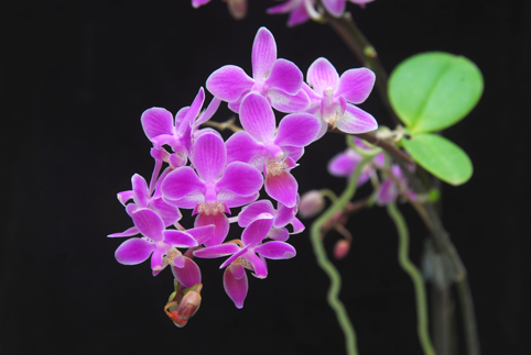 2025新澳门开门原料免费