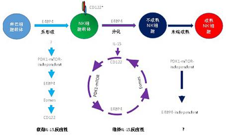 2025新澳门开门原料免费