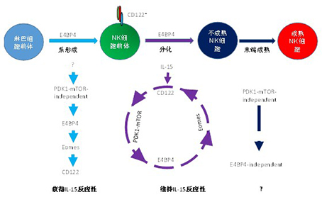 2025新澳门开门原料免费