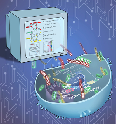 2025新澳门开门原料免费