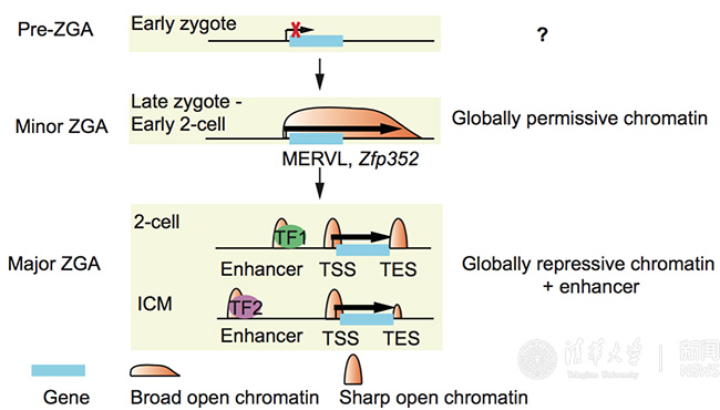 2025新澳门开门原料免费