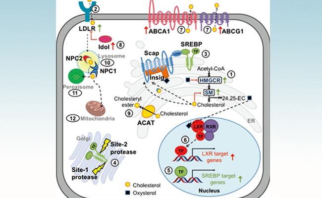 2025新澳门开门原料免费