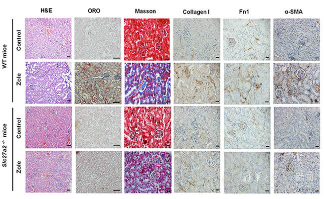 2025新澳门开门原料免费