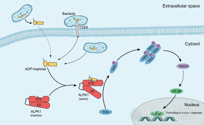 2025新澳门开门原料免费