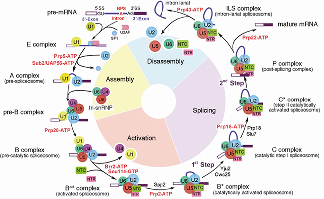 2025新澳门开门原料免费