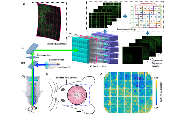 2025新澳门开门原料免费