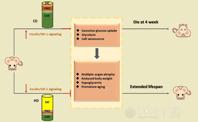 2025新澳门开门原料免费
