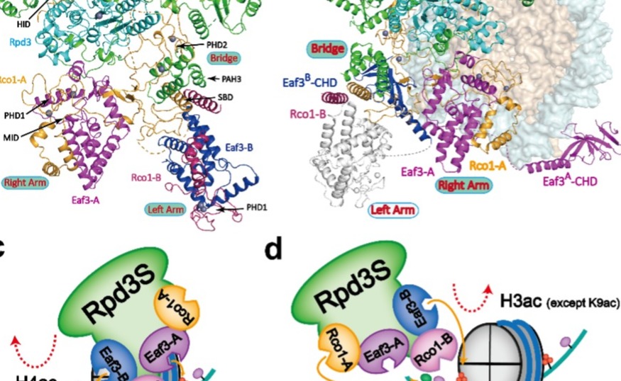 2025新澳门开门原料免费