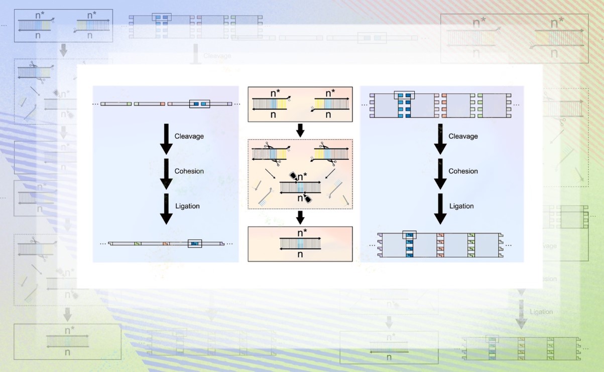 2025新澳门开门原料免费