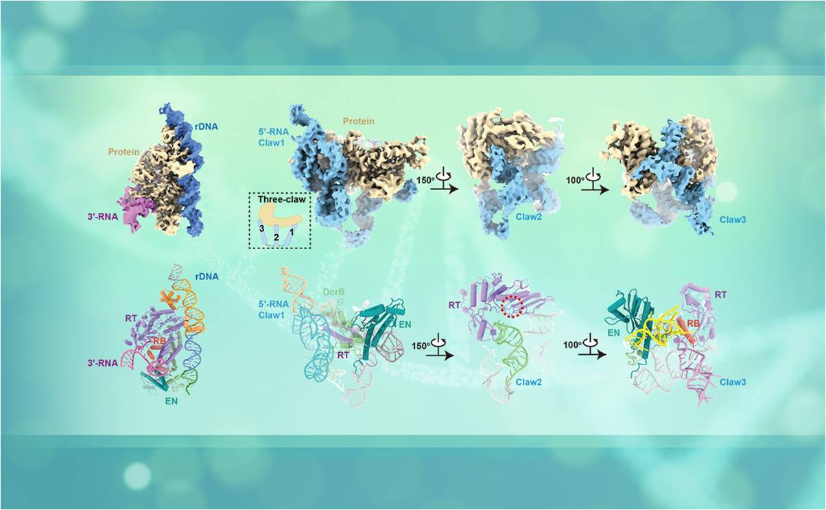 2025新澳门开门原料免费