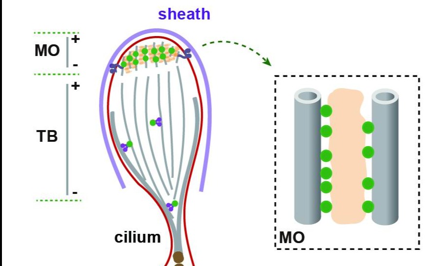 2025新澳门开门原料免费